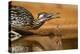 Starr County, Texas. Greater Roadrunner Drinking at Pond-Larry Ditto-Premier Image Canvas