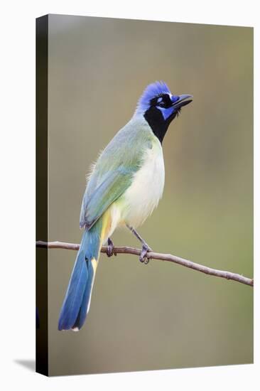 Starr County, Texas. Green Jay Threat Display to Other Jays-Larry Ditto-Premier Image Canvas