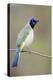 Starr County, Texas. Green Jay Threat Display to Other Jays-Larry Ditto-Premier Image Canvas