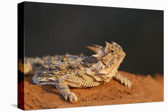 Starr County, Texas. Horned Lizard Crawling on Red Soil-Larry Ditto-Premier Image Canvas