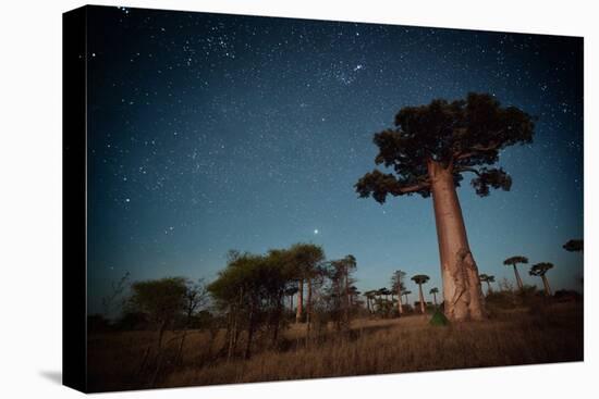 Starry Sky and Baobab Trees Highlighted by Moon. Madagascar-Dudarev Mikhail-Premier Image Canvas
