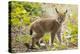 Startled Eurasian lynx kitten, aged eight weeks-Edwin Giesbers-Premier Image Canvas