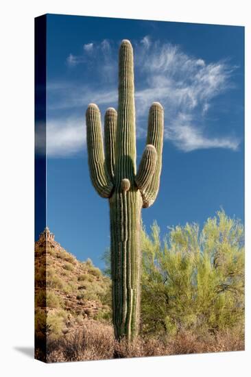 Stately Saguaro-raphoto-Premier Image Canvas