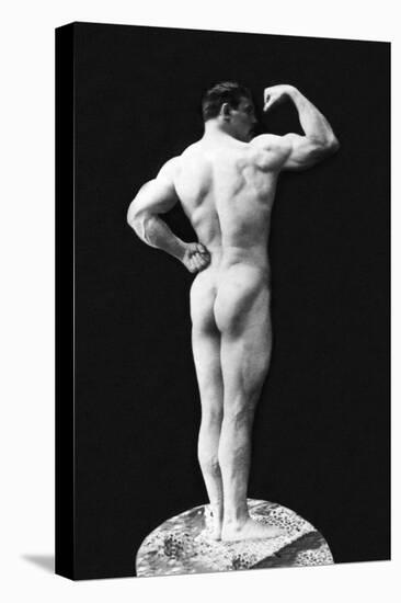 Statuesque Back and Arm Curl-null-Stretched Canvas