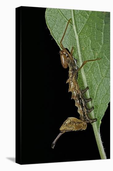 Stauropus Fagi (Lobster Moth, Lobster Prominent) - Caterpillar Feeding on Leaf-Paul Starosta-Premier Image Canvas