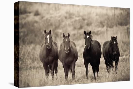 Steed Study-Russell Young-Stretched Canvas