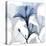 Steel Hibiscus-Albert Koetsier-Premier Image Canvas