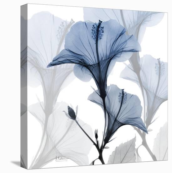 Steel Hibiscus-Albert Koetsier-Stretched Canvas