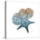 Steel Hues Starfish and Sand Dollar-Albert Koetsier-Stretched Canvas