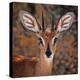 Steenbok, One of the Smallest Antelope in the World-Mathilde Guillemot-Premier Image Canvas