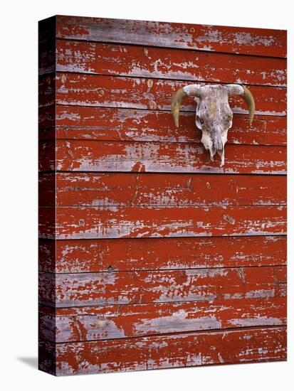 Steer Skull Hanging on a Barn Wall-Stuart Westmorland-Premier Image Canvas