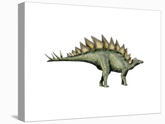 Stegosaurus Dinosaur-null-Stretched Canvas