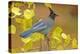 Stellar Blue Jay-Lantern Press-Stretched Canvas