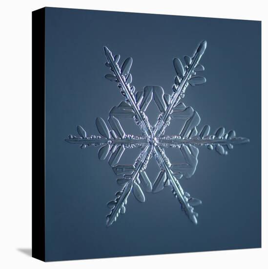 Stellar Dendrite Snowflake-null-Premier Image Canvas