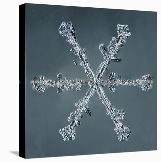 Stellar Dendrite Snowflake-null-Premier Image Canvas