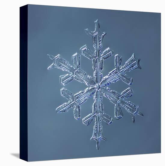 Stellar Dendrite Snowflake-null-Premier Image Canvas