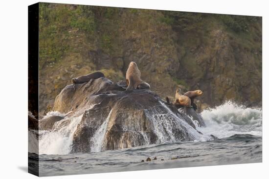 Stellar Sea Lions and Crashing Waves at Flattery Rocks on the Olympic Coast-Gary Luhm-Premier Image Canvas