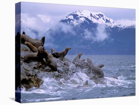 Stellar Sea Lions, Glacier Bay, Alaska, USA-Gavriel Jecan-Premier Image Canvas