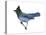 Steller's Jay (Cyanocitta Stelleri), Birds-Encyclopaedia Britannica-Stretched Canvas