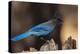 Steller's jay-Ken Archer-Premier Image Canvas