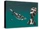 Steller's Sea Cow-Christian Darkin-Premier Image Canvas