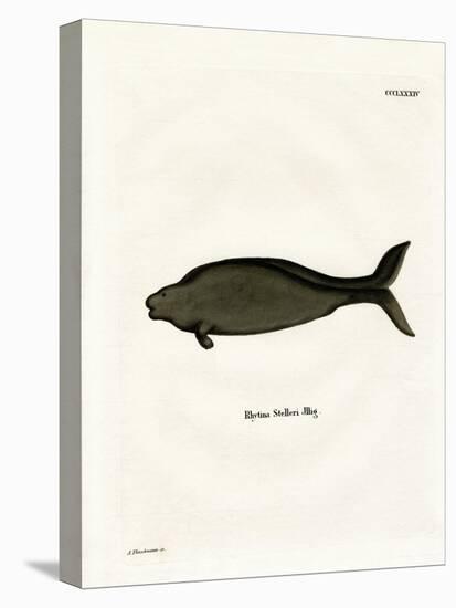 Steller's Sea Cow-null-Premier Image Canvas