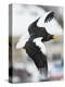 Steller's Sea-Eagle (Haliaeetus Pelagicus) in Flight, Hokkaido, Japan, February-Wim van den Heever-Premier Image Canvas