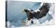 Steller's Sea-Eagle (Haliaeetus Pelagicus) Landing on Pack Ice, Hokkaido, Japan, February-Wim van den Heever-Premier Image Canvas