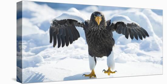 Steller's Sea-Eagle (Haliaeetus Pelagicus) Standing on Pack Ice, Hokkaido, Japan, February-Wim van den Heever-Premier Image Canvas