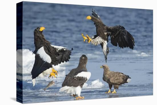 Steller's Sea-Eagle (Haliaeetus Pelagicus) Two Fighting over Fish-Wim van den Heever-Premier Image Canvas