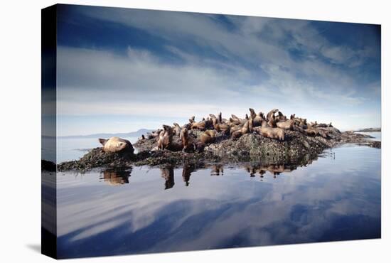 Steller's Sea Lion group hauled out on coastal rocks, Brothers Island, Alaska-Tim Fitzharris-Stretched Canvas