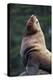 Steller Sea Lion Bull in Alaska-null-Premier Image Canvas