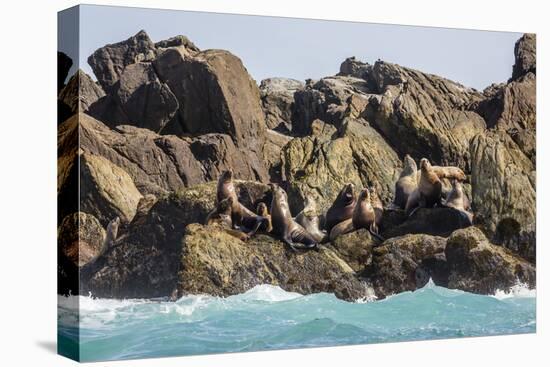 Steller Sea Lion (Eumetopias Jubatus), Haida Gwaii (Queen Charlotte Islands), British Columbria-Michael Nolan-Premier Image Canvas