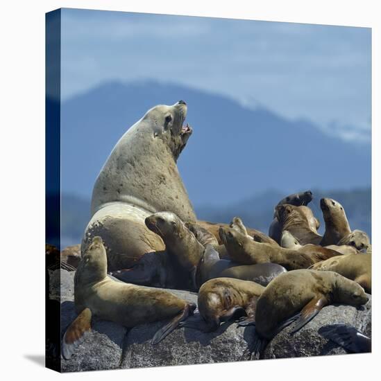 Steller Sea Lion (Eumetopias Jubatus) Male And Female With Colony, British Columbia, Canada, June-Loic Poidevin-Premier Image Canvas