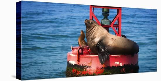 Steller sea lion, Eumetopias Jubatus, on harbor buoy, Ventura, California, USA-Russ Bishop-Premier Image Canvas