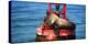 Steller sea lion, Eumetopias Jubatus, on harbor buoy, Ventura, California, USA-Russ Bishop-Premier Image Canvas