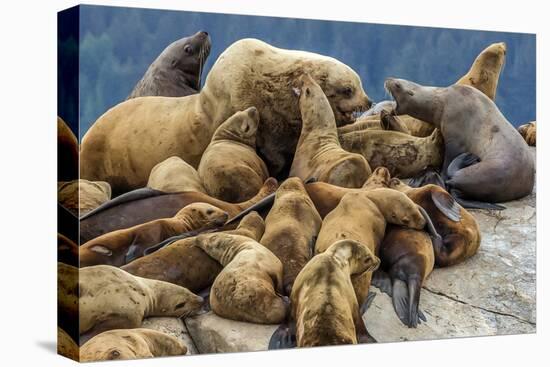 Steller sea lions, Glacier Bay National Park and Preserve, Alaska-Art Wolfe-Premier Image Canvas