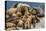 Steller sea lions, Glacier Bay National Park and Preserve, Alaska-Art Wolfe-Premier Image Canvas