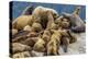 Steller sea lions, Glacier Bay National Park and Preserve, Alaska-Art Wolfe-Premier Image Canvas