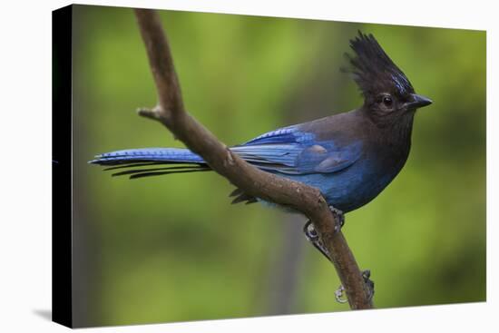 Stellers Jay-Ken Archer-Premier Image Canvas