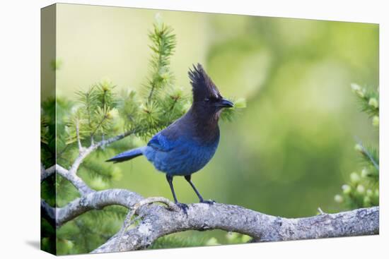 Stellers Jay-Ken Archer-Premier Image Canvas