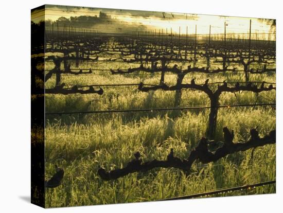 Stelling Vineyard on Oakville Grade Road, near Oakville, Napa Valley, California-Janis Miglavs-Premier Image Canvas