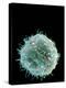 Stem Cell, SEM-Science Photo Library-Premier Image Canvas