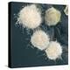 Stem Cells, SEM-Science Photo Library-Premier Image Canvas