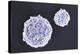 Stem Cells, SEM-Science Photo Library-Premier Image Canvas