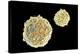 Stem Cells, SEM-Science Photo Library-Premier Image Canvas