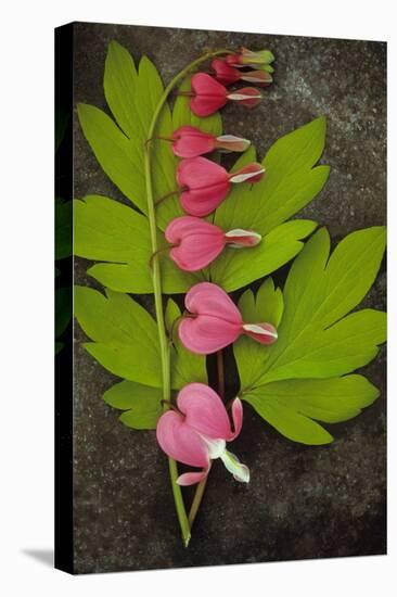 Stem of Pink and White Flowers of Bleeding Heart or Dicentra Gold Heart Lying-Den Reader-Premier Image Canvas