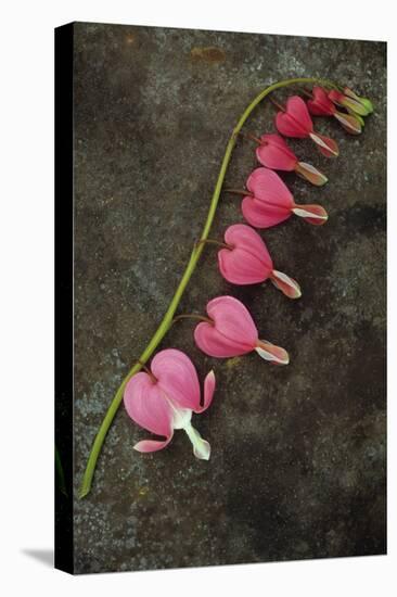 Stem of Pink and White Flowers of Bleeding Heart or Dicentra Gold Heart Lying-Den Reader-Premier Image Canvas