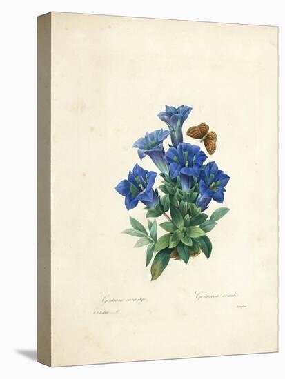 Stemless Gentian, from 'Choix Des Plus Belles Fleurs Et Des Plus Beaux Fruits', Vol. Ii, 1827-33-Pierre-Joseph Redouté-Premier Image Canvas