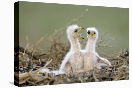 Steppe Eagle (Aquila Nipalensis) Chicks, Cherniye Zemli Nature Reserve, Kalmykia, Russia, May-Shpilenok-Premier Image Canvas